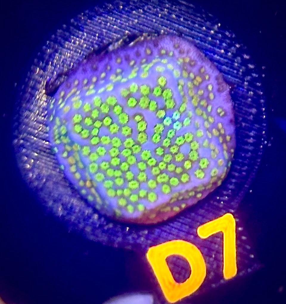 Confused Rainbow Montipora