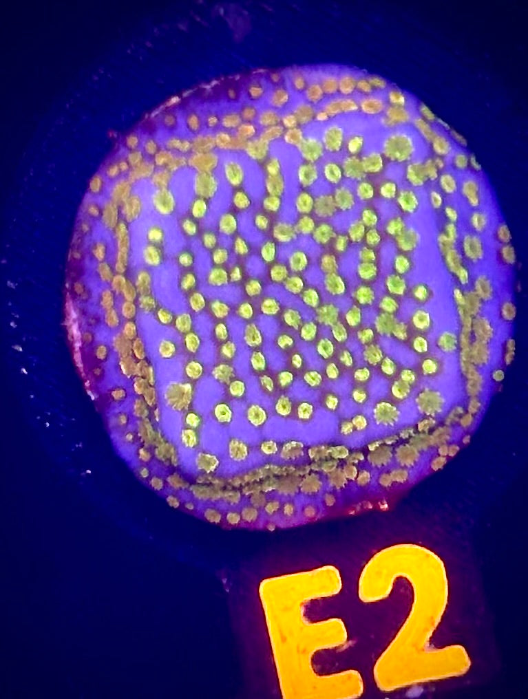 Confused Rainbow Montipora