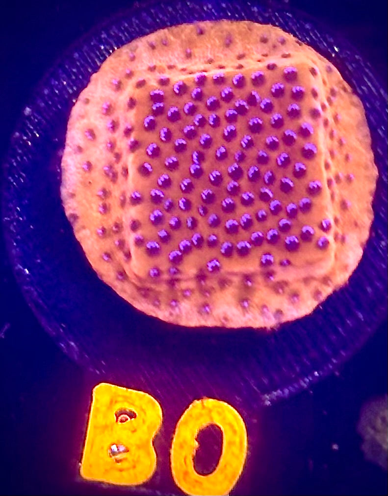 Mystic Sunset Montipora