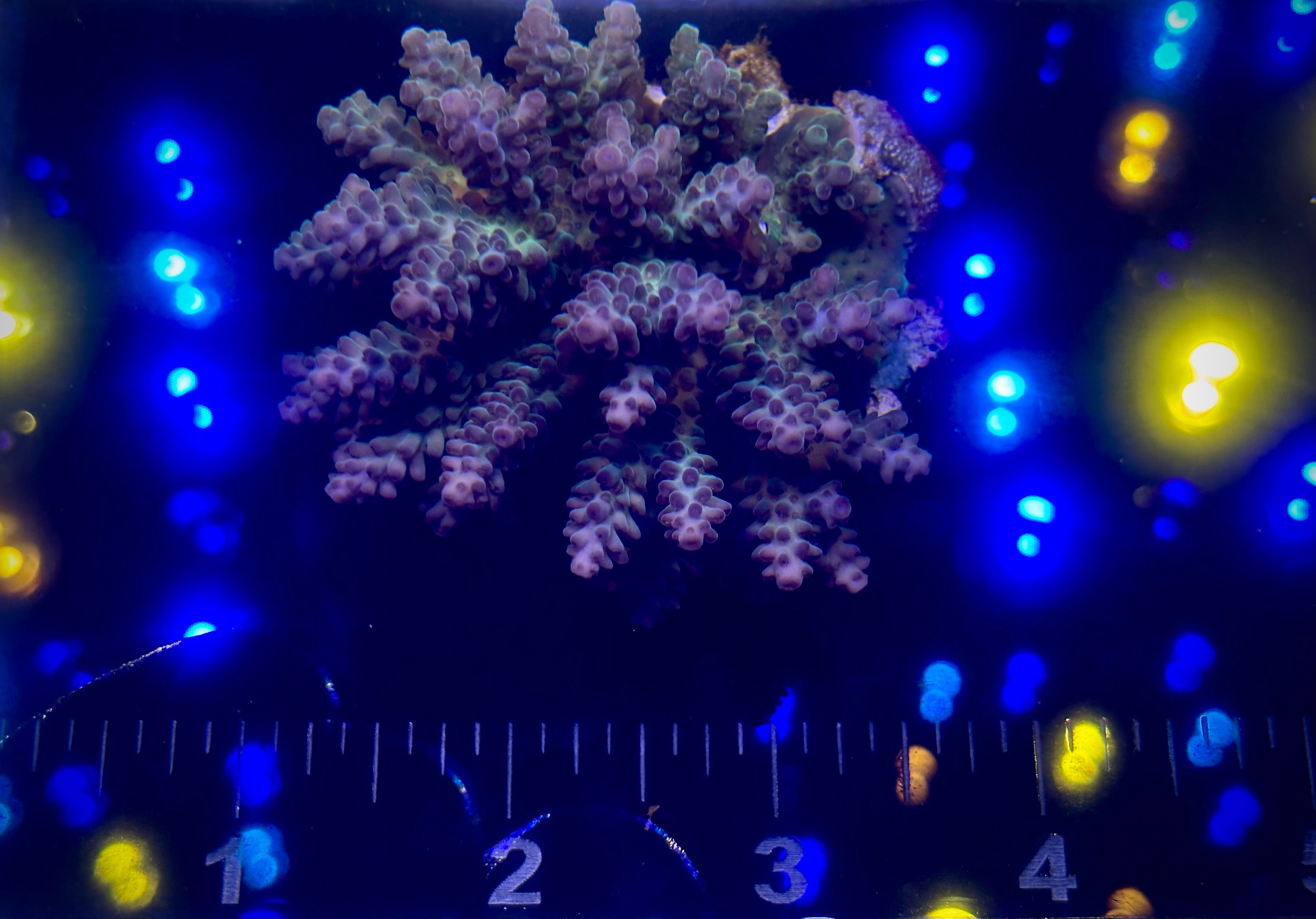 Green and Purple Fiji Acropora