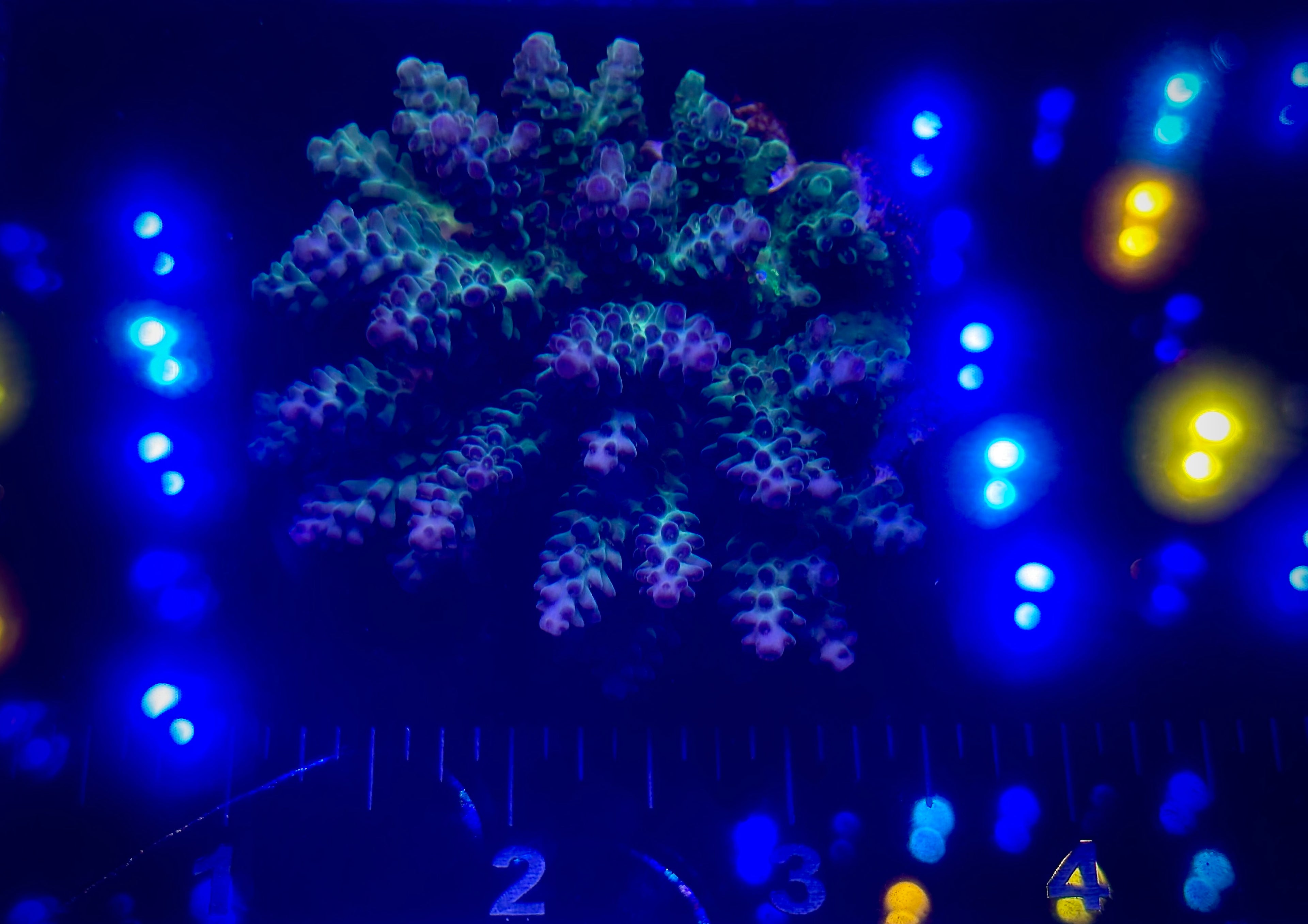 Green and Purple Fiji Acropora