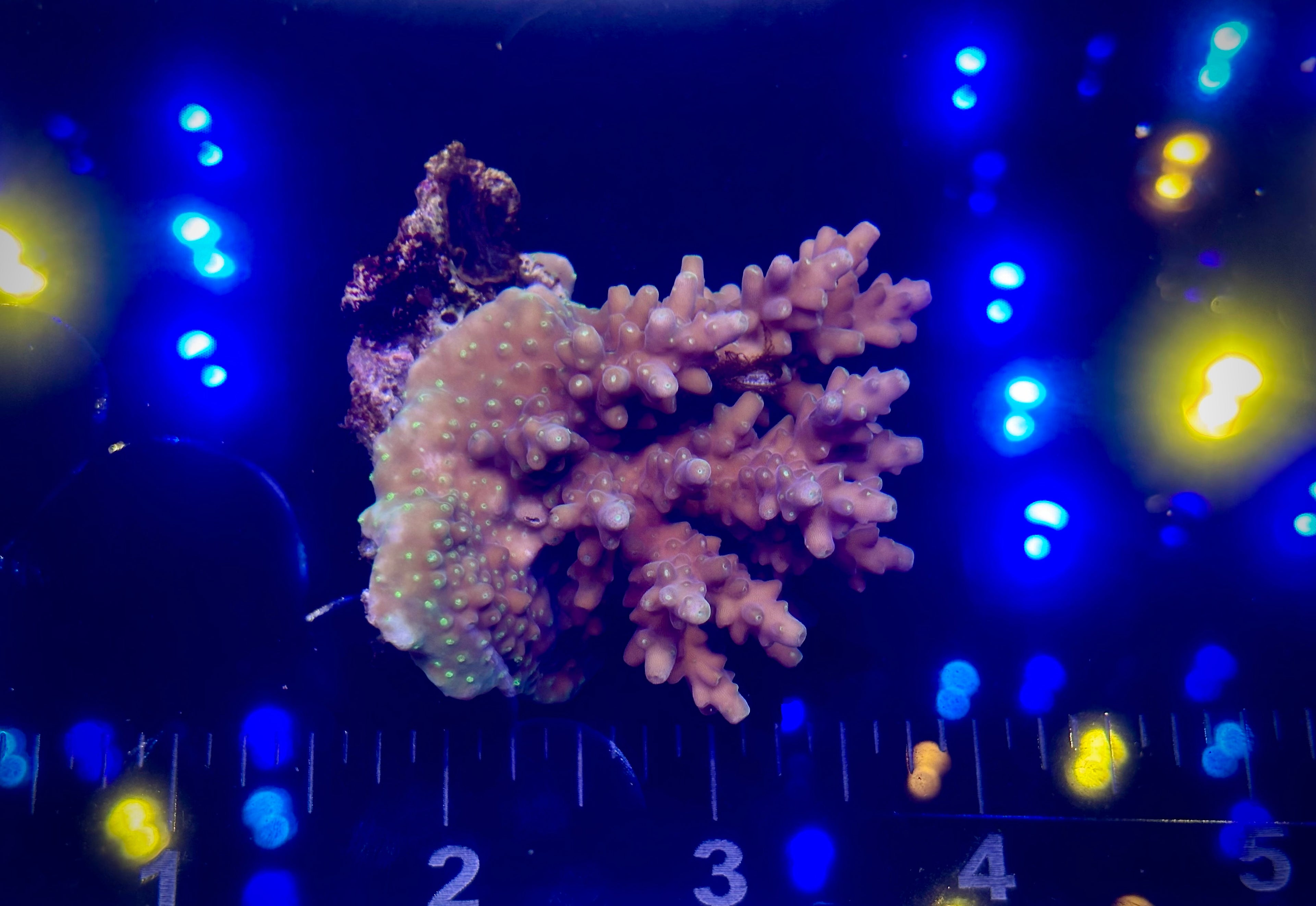 Red Fiji Acropora