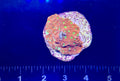 Red Favia Mini-Colony