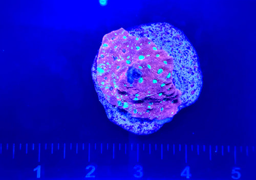 Red Favia Mini-Colony