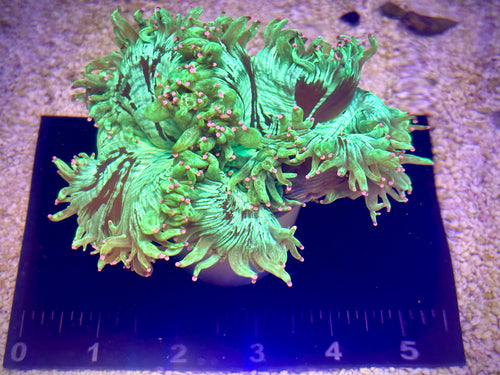 Pink Tipped Elegance Coral - Cone Bottom