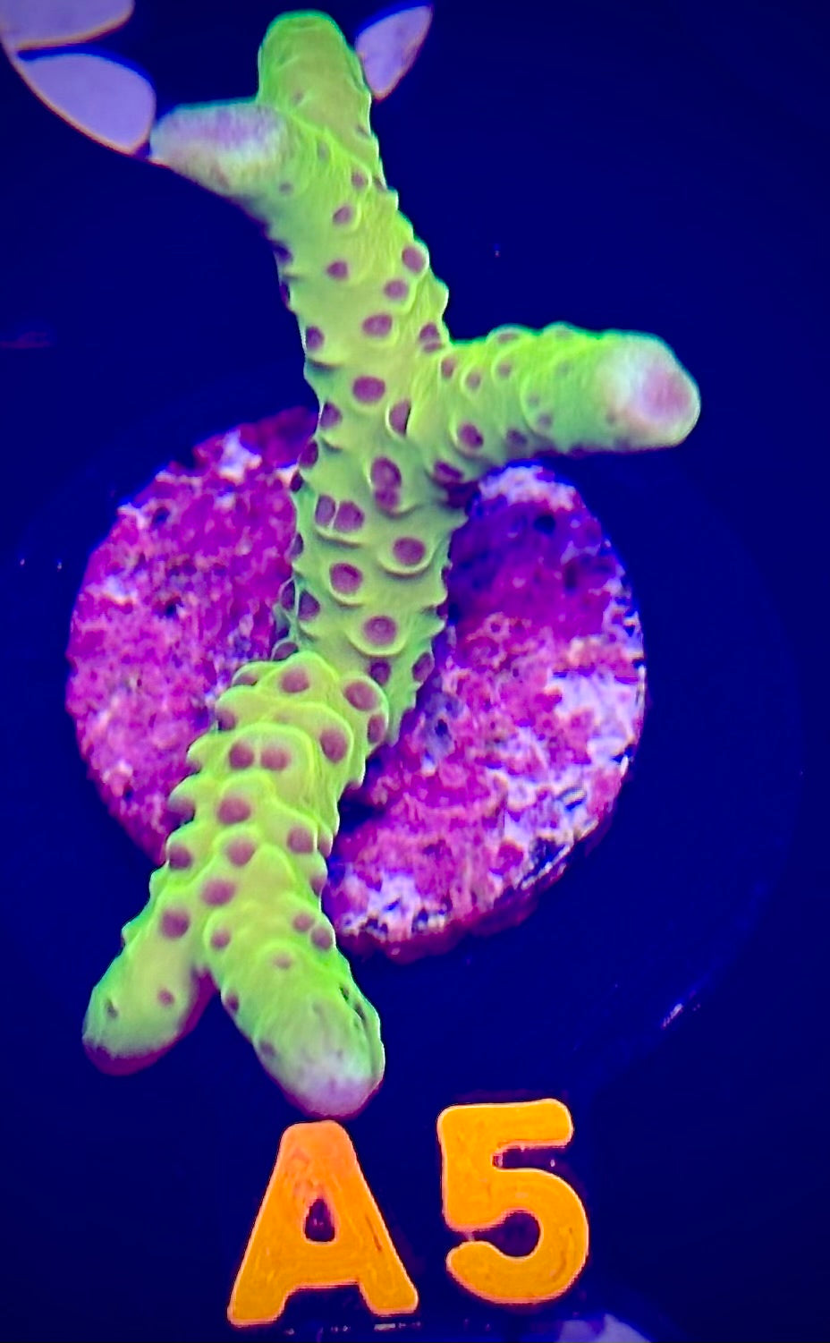 Luminescence Anacropora