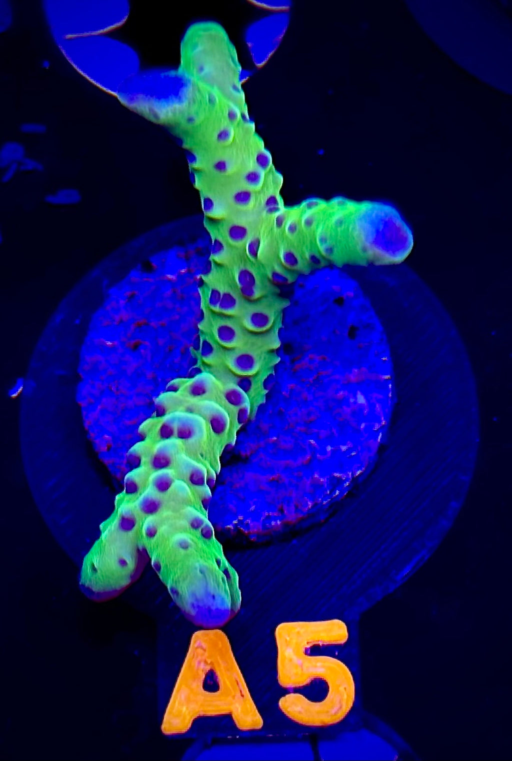 Luminescence Anacropora