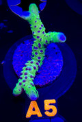 Luminescence Anacropora