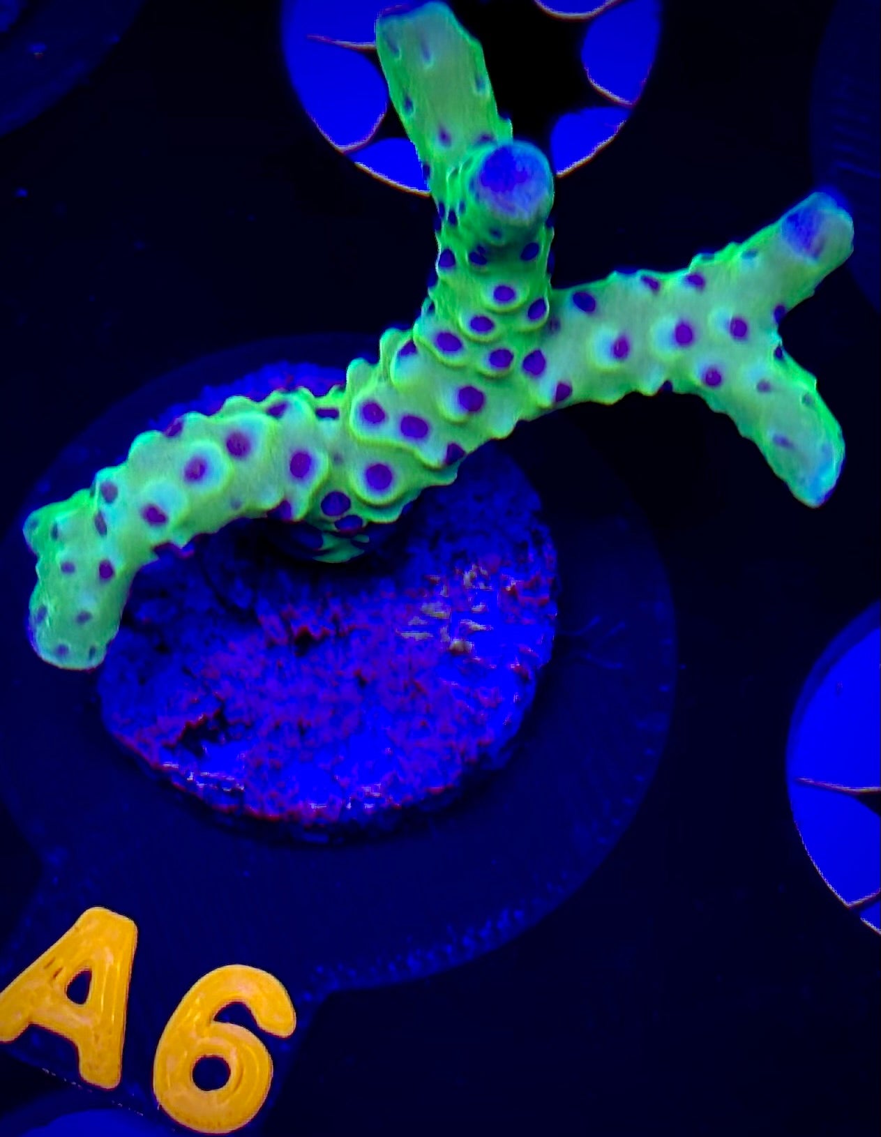 Luminescence Anacropora