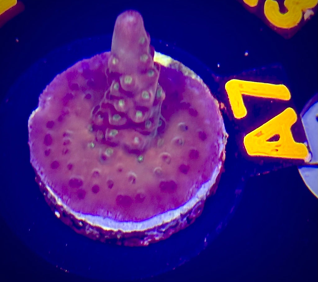 Molten Night Acropora