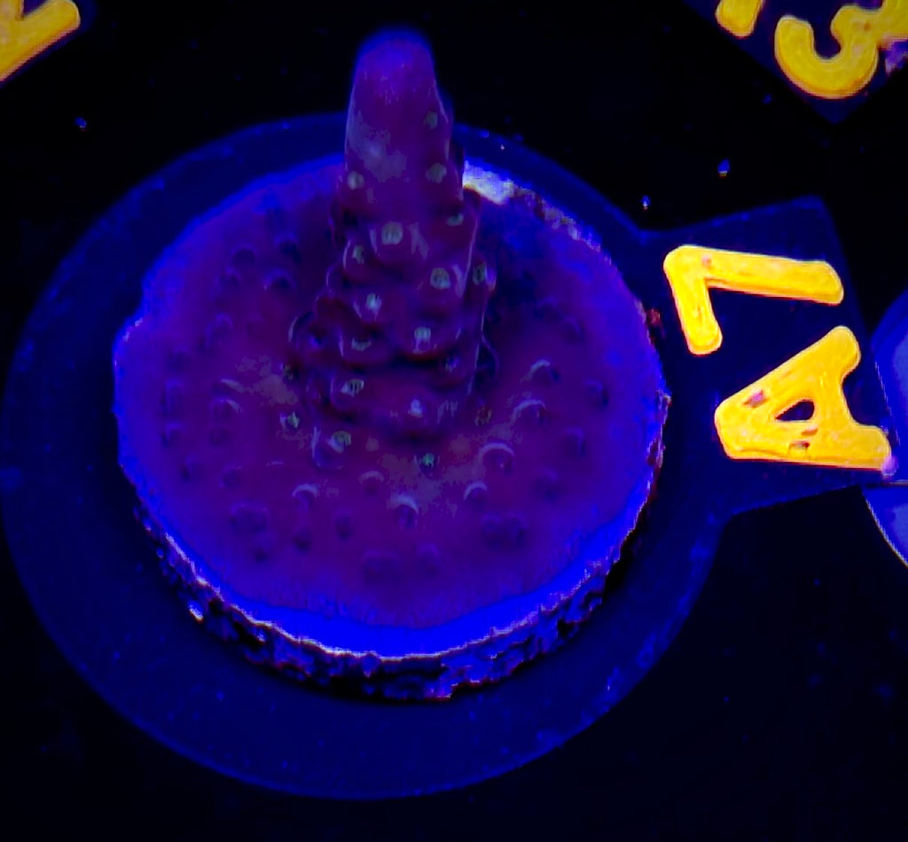 Molten Night Acropora