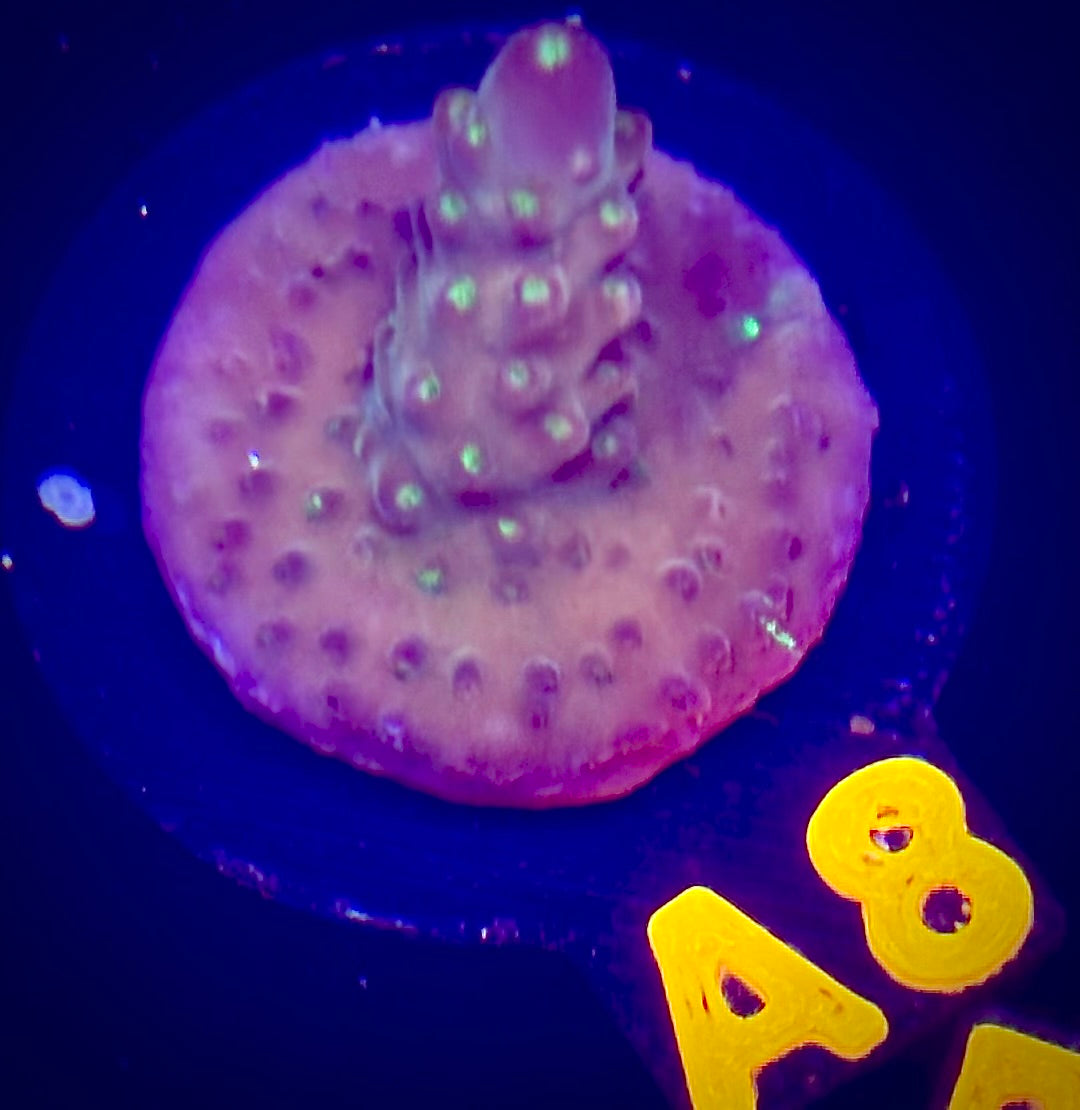 Molten Night Acropora