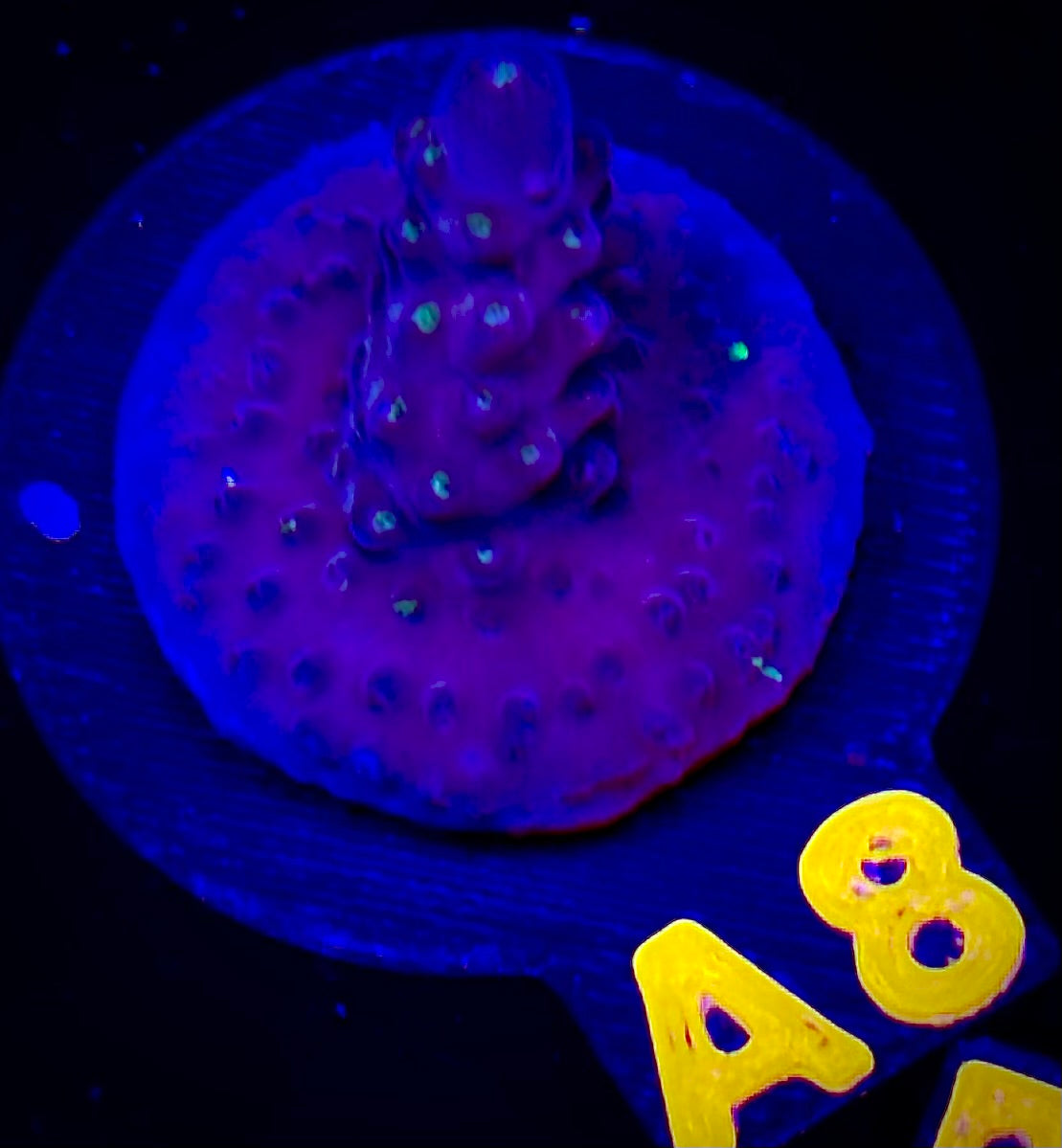 Molten Night Acropora