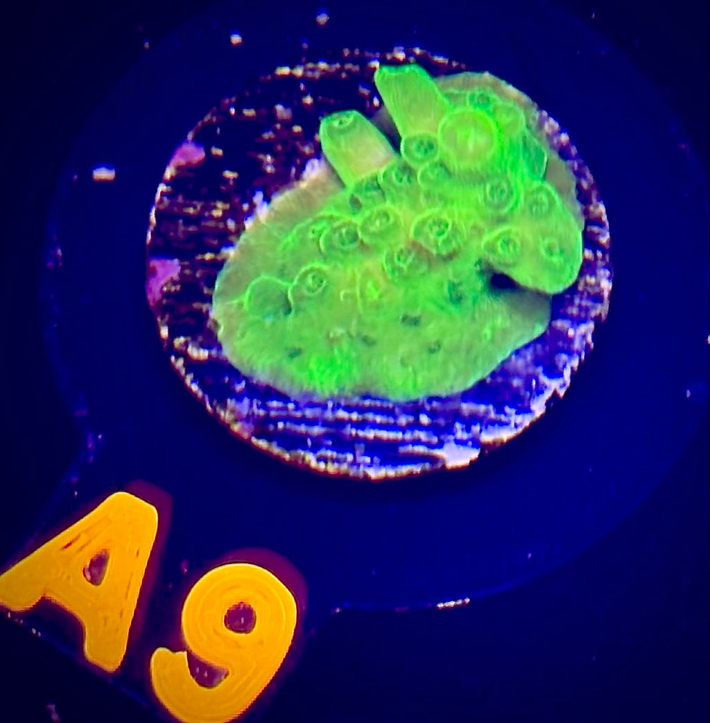 Toxic Fusion Acropora