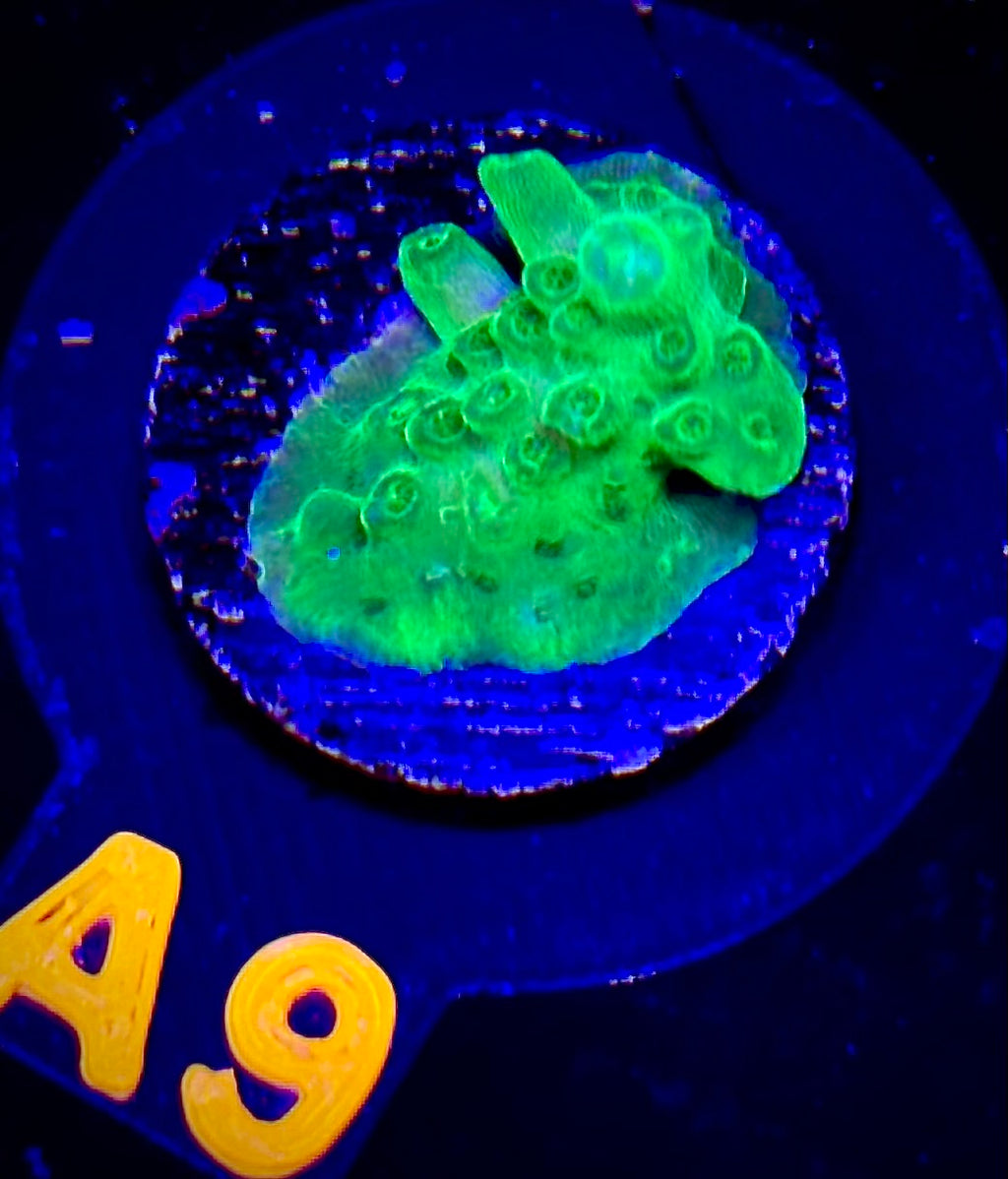 Toxic Fusion Acropora