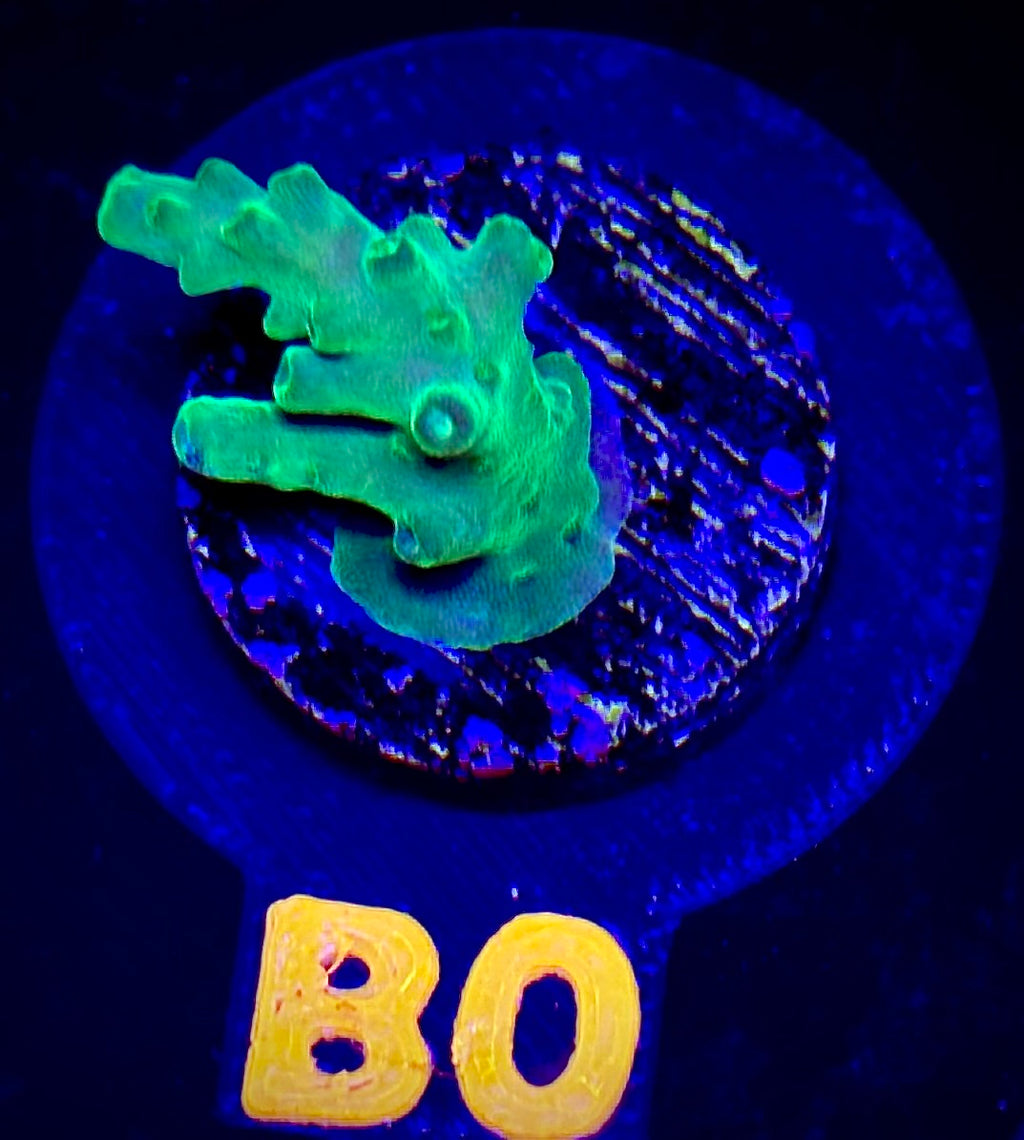 Toxic Fusion Acropora