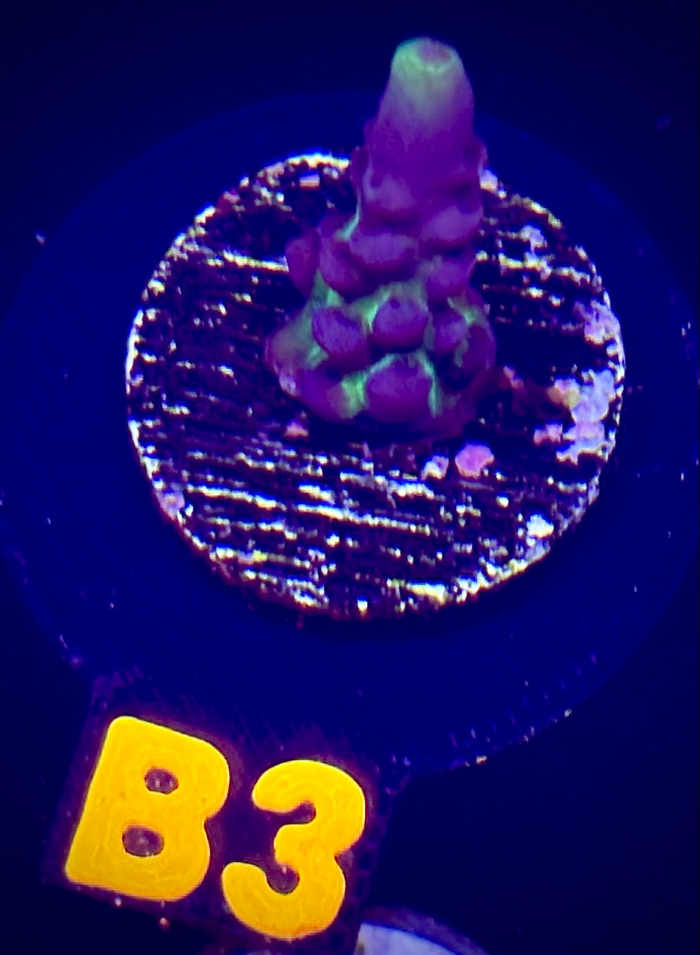 Miyagi Tort Acropora