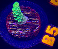 Green Star Acropora