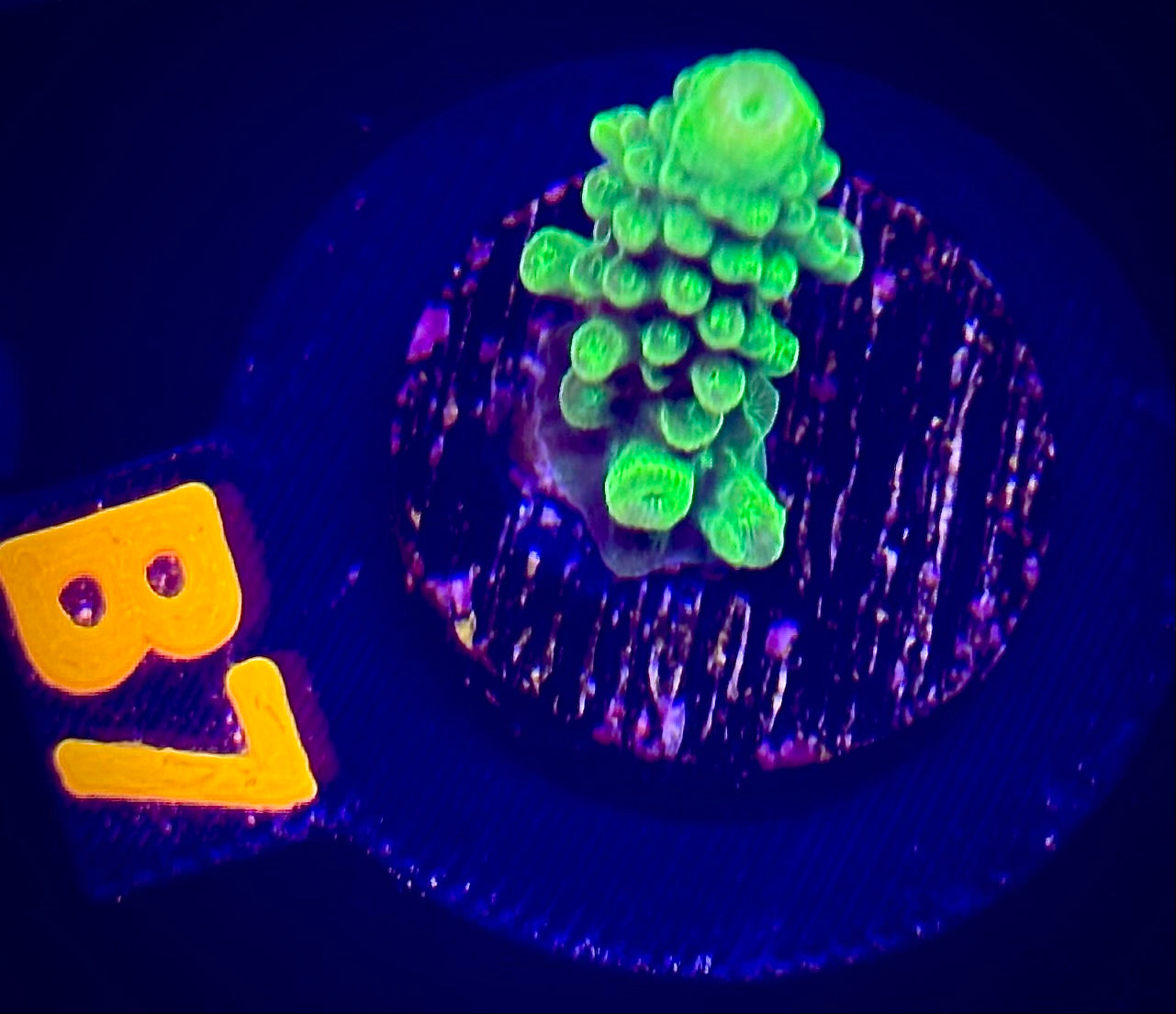 Bali Green Slimer Acropora