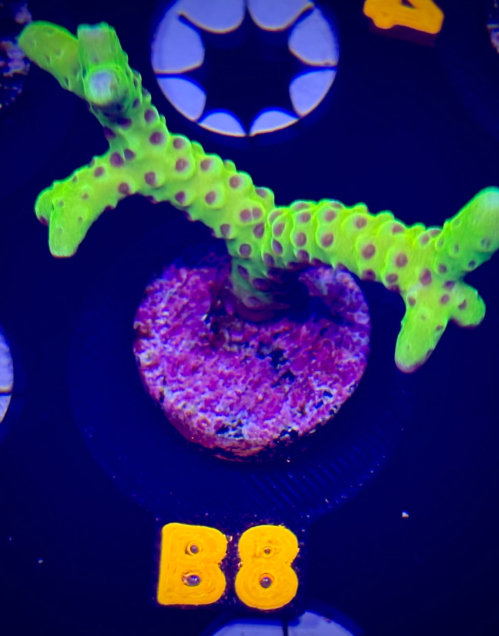 Luminescence Anacropora