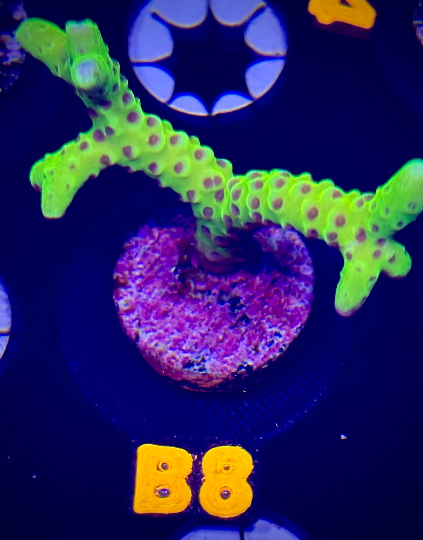 Luminescence Anacropora