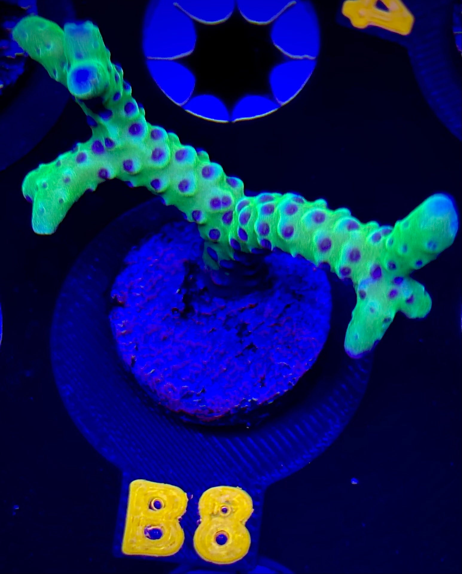 Luminescence Anacropora