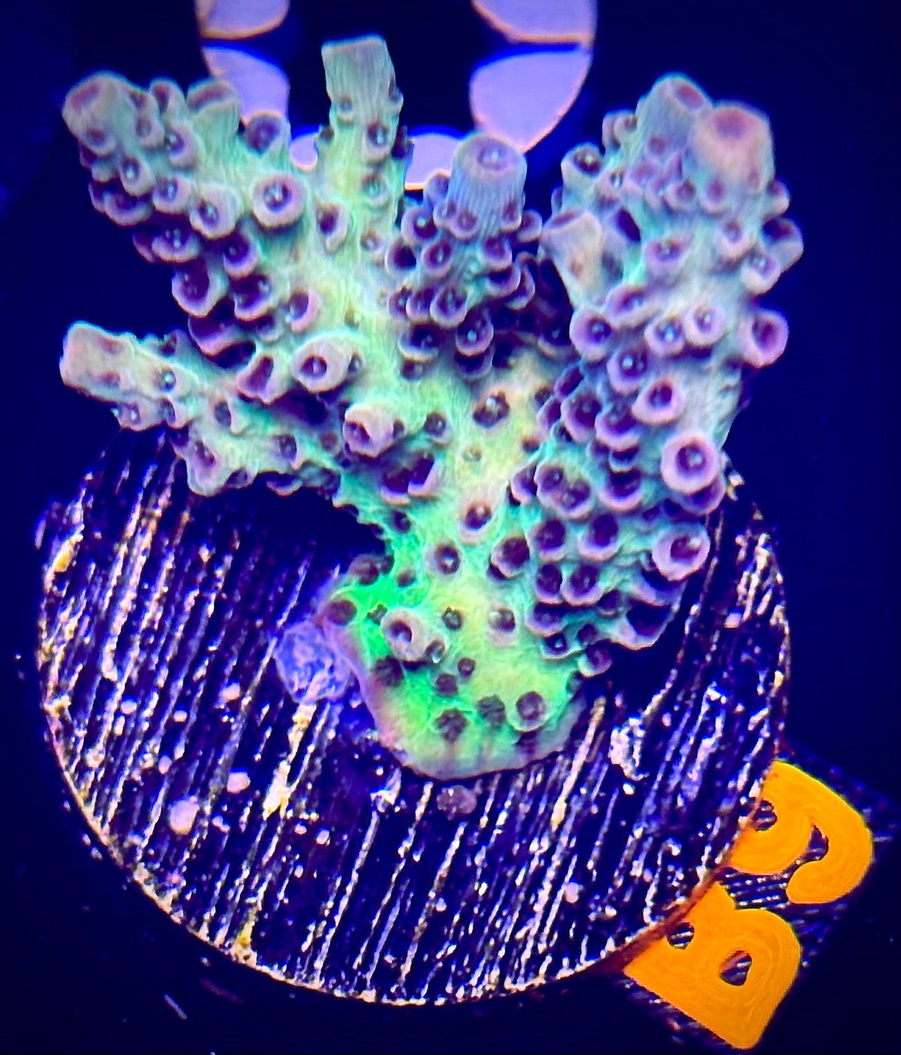 Pink Stardust Acropora