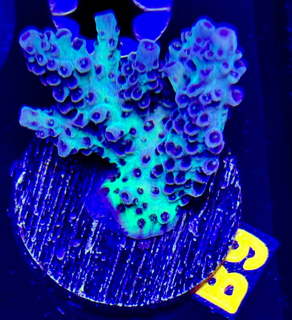 Pink Stardust Acropora