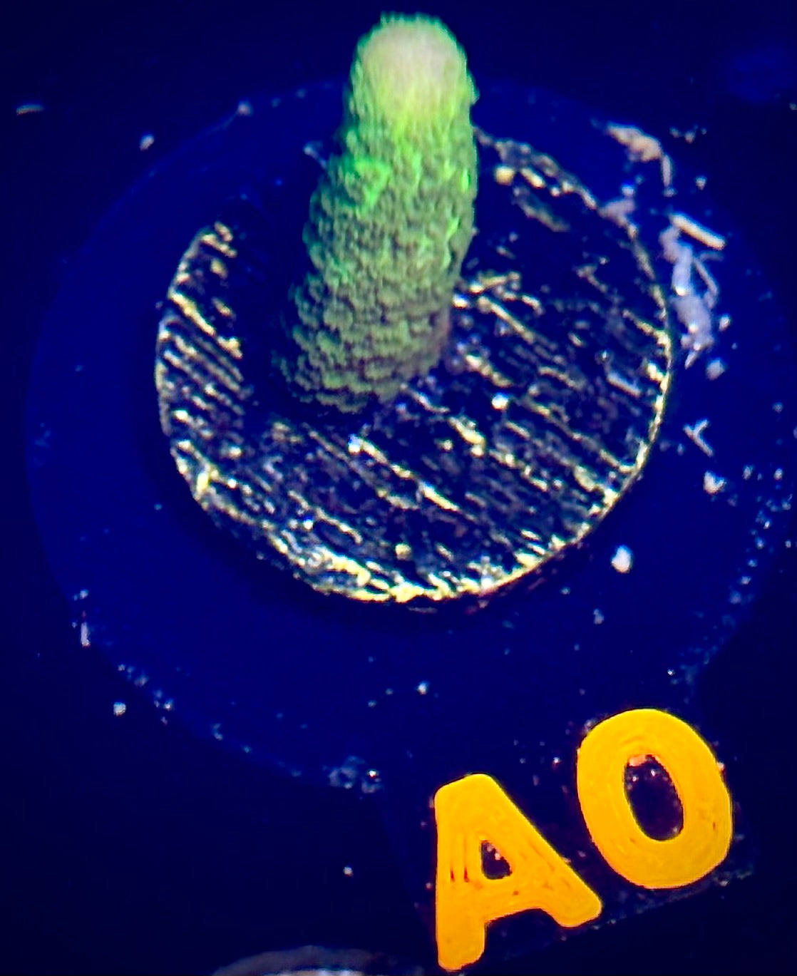 Green Machine Montipora Digitata