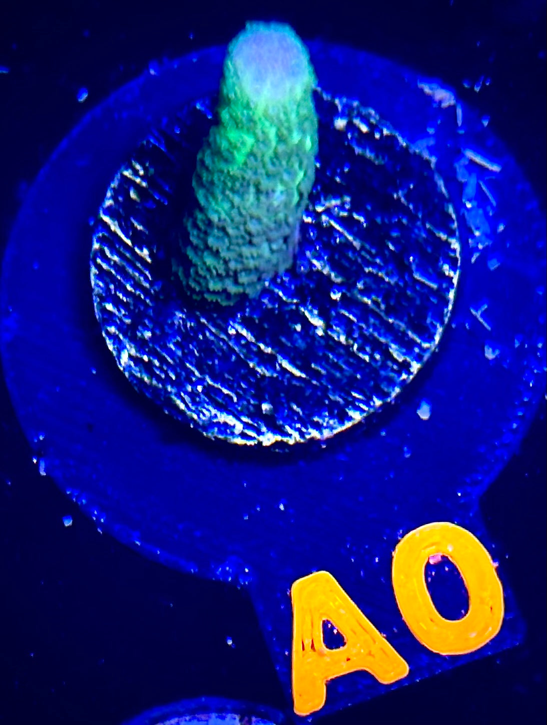 Green Machine Montipora Digitata