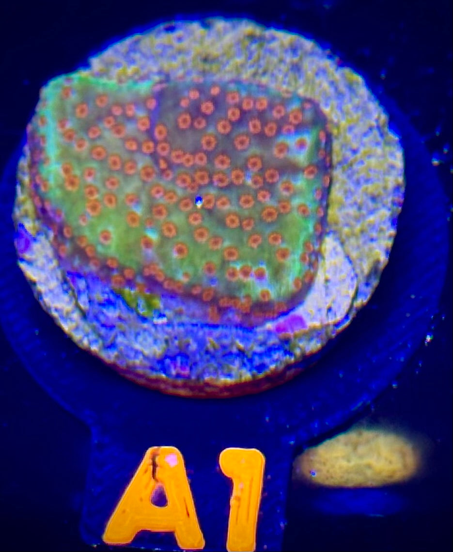 TSA Chili Pepper Montipora