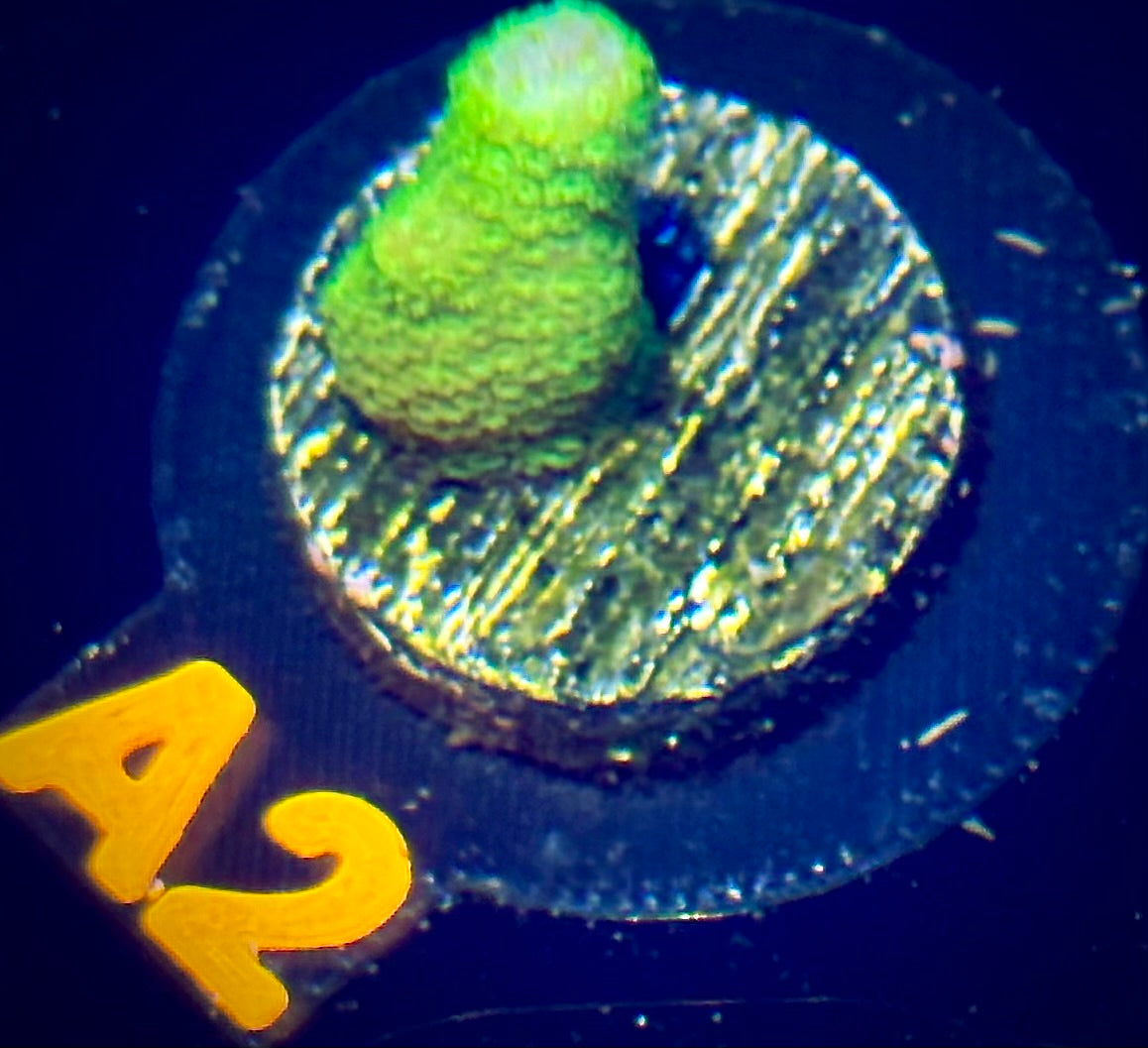 Green Machine Montipora Digitata