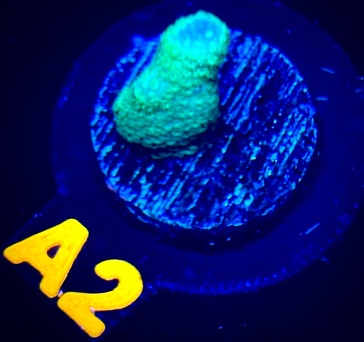 Green Machine Montipora Digitata