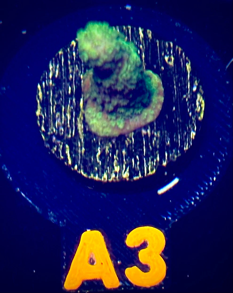 Green Machine Montipora Digitata