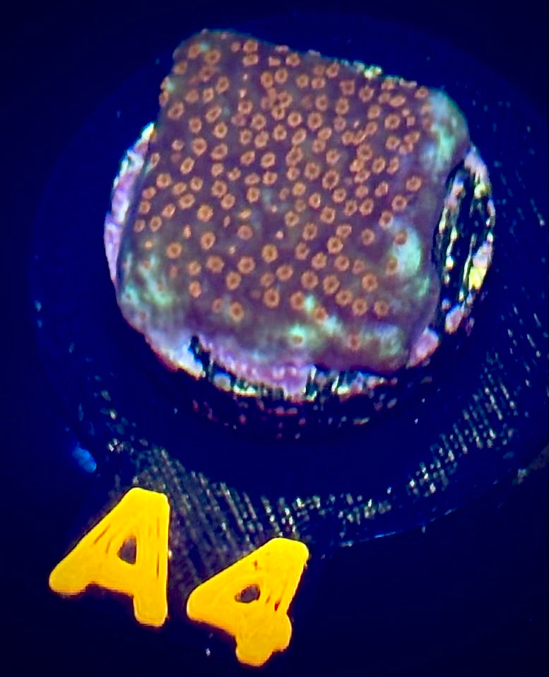 TSA Chili Pepper Montipora