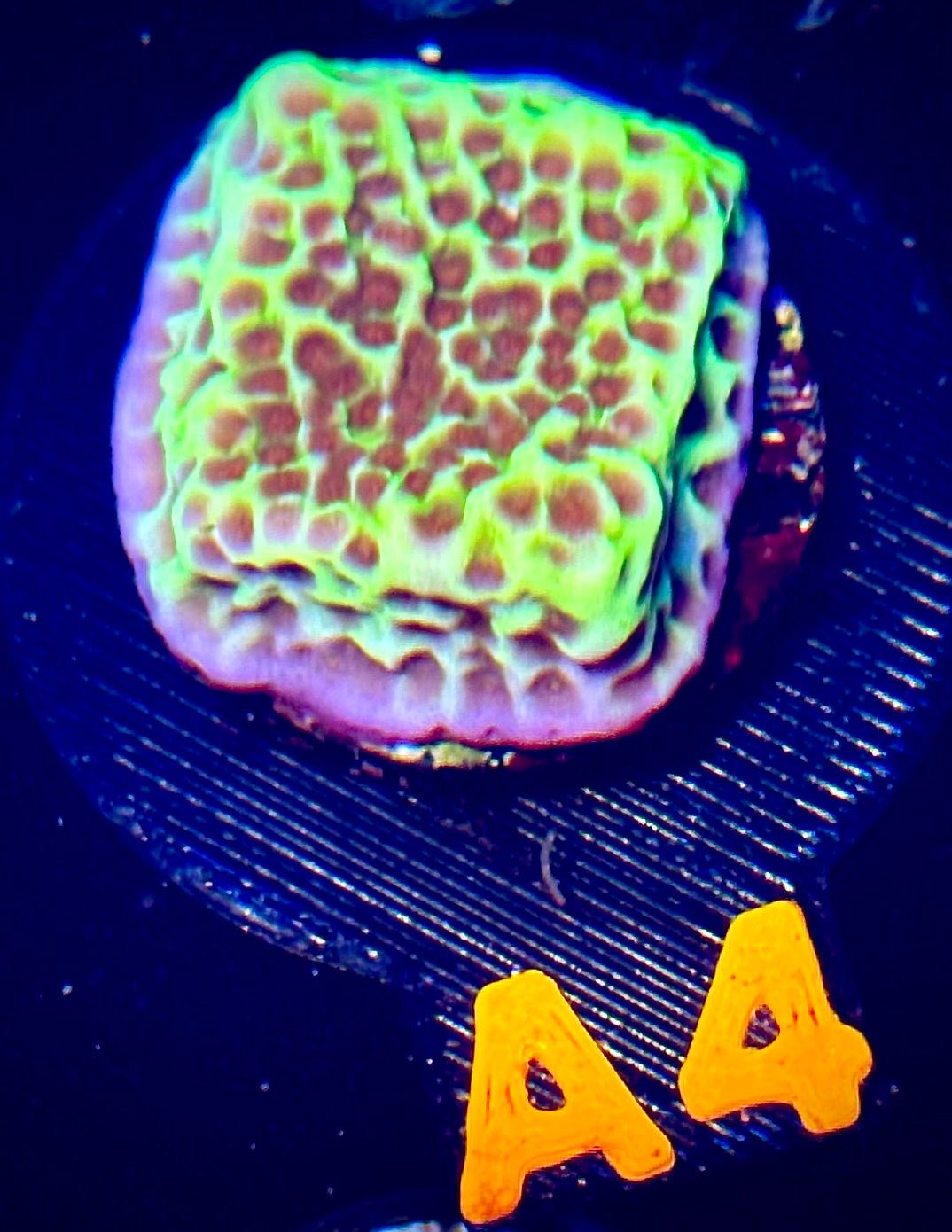 Flower Power Montipora