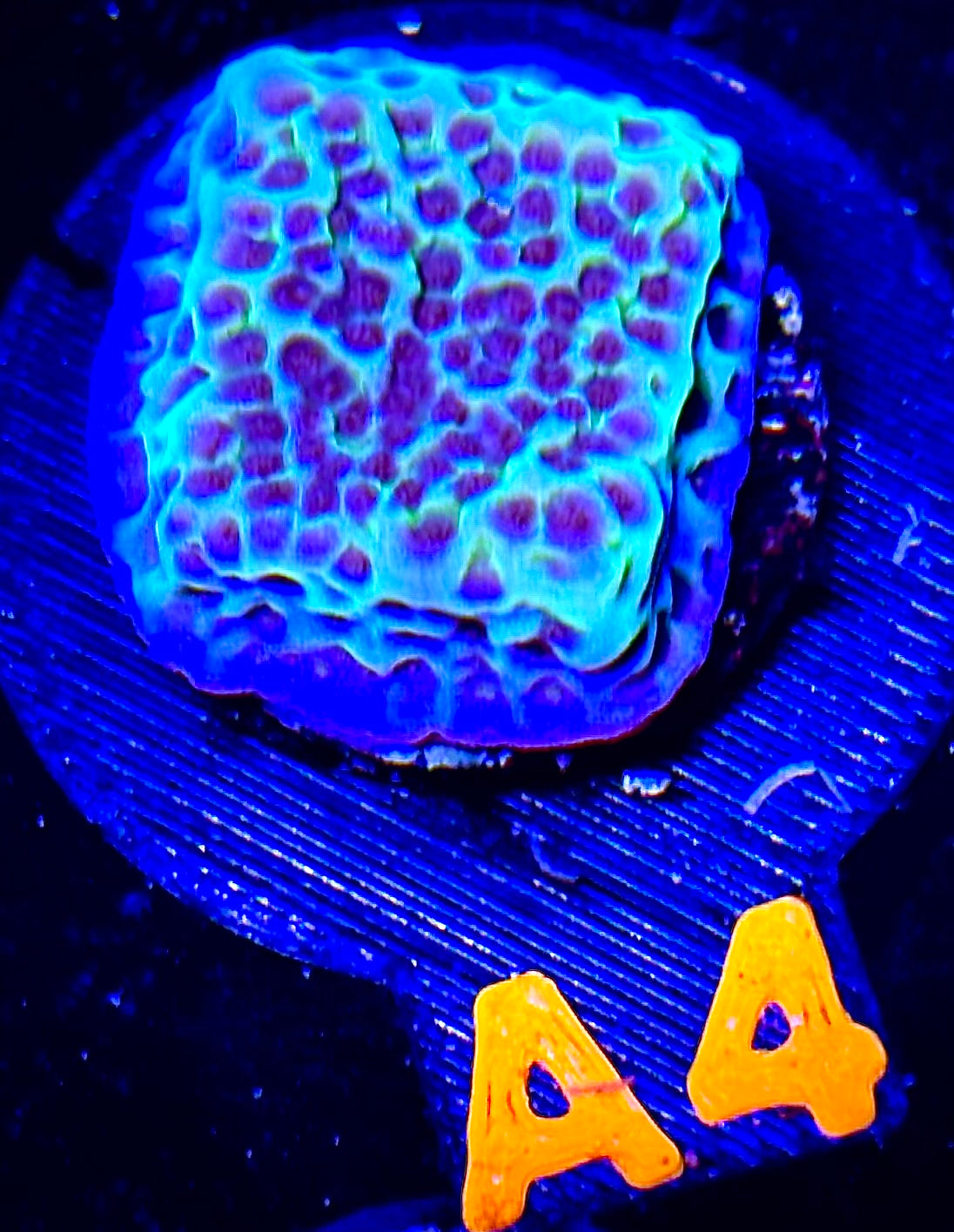 Flower Power Montipora