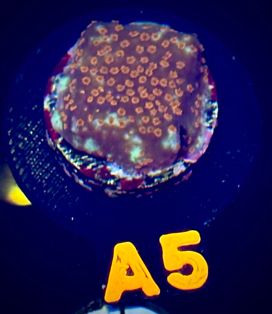 TSA Chili Pepper Montipora