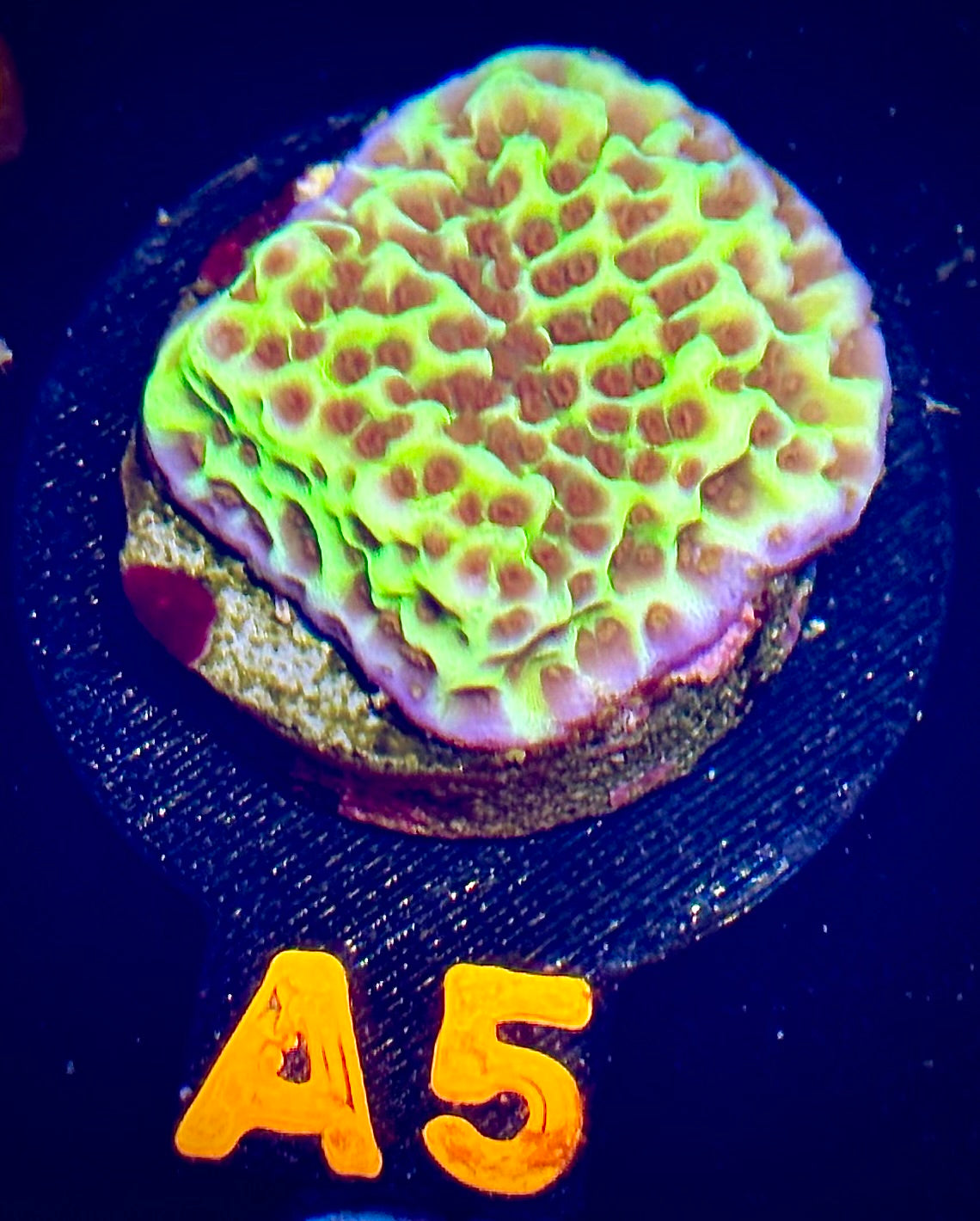 Flower Power Montipora