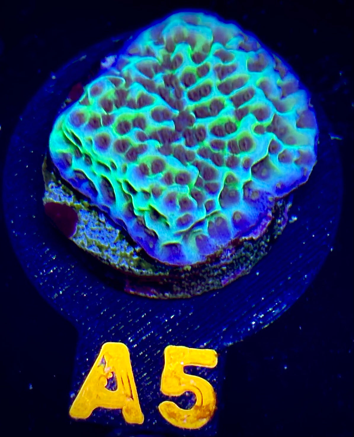 Flower Power Montipora