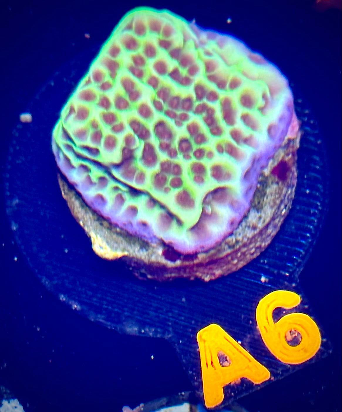 Flower Power Montipora