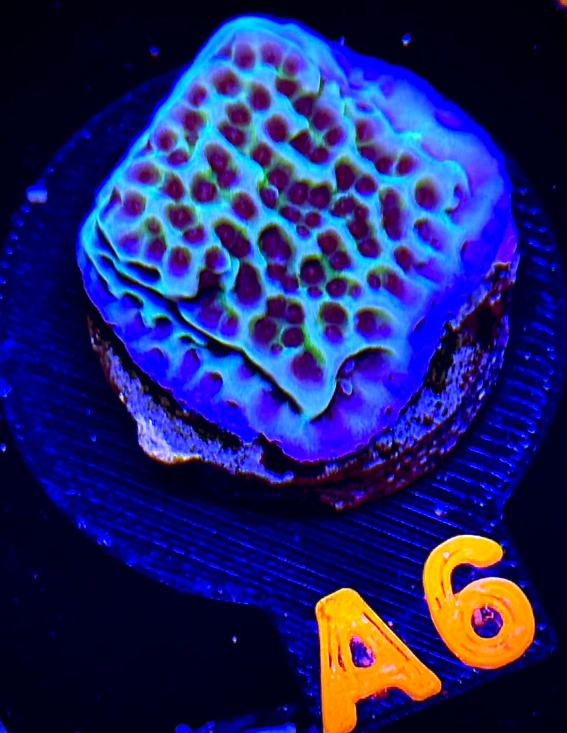 Flower Power Montipora