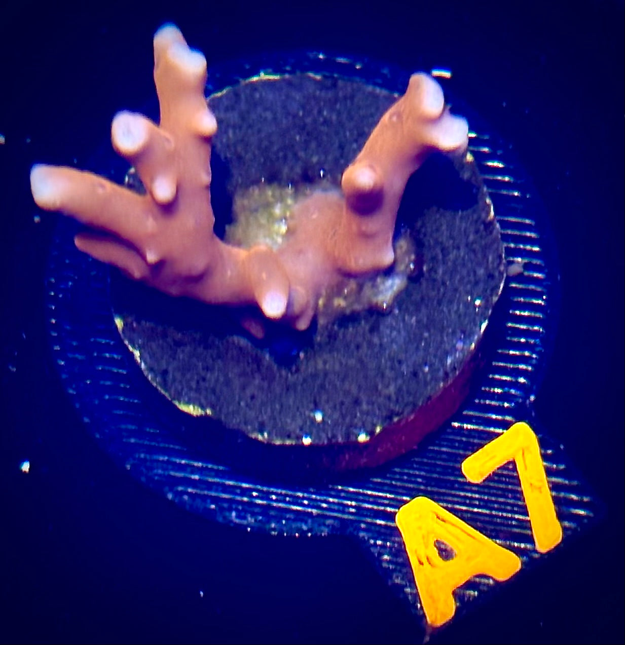 Fire Starter Montipora