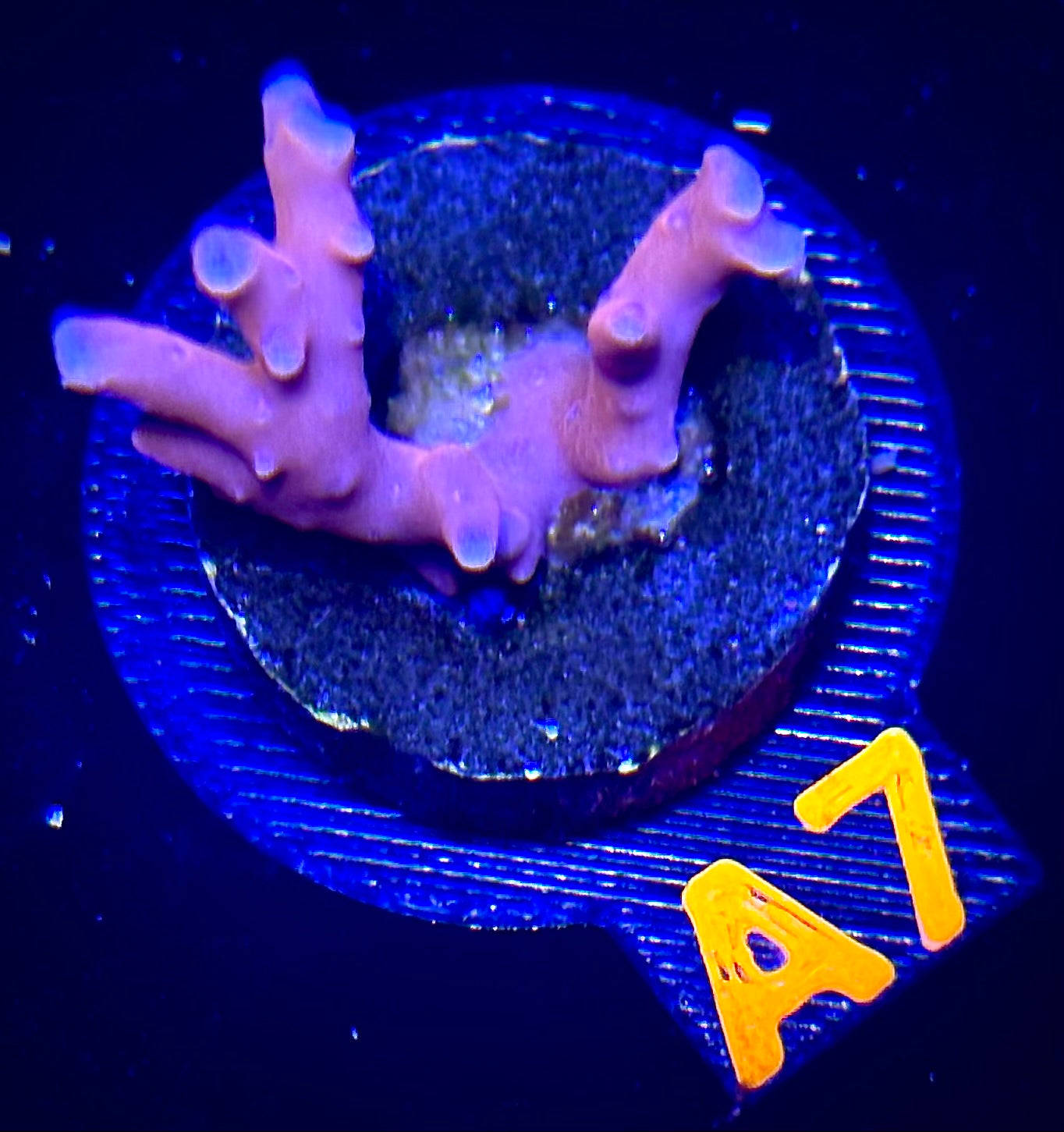 Fire Starter Montipora