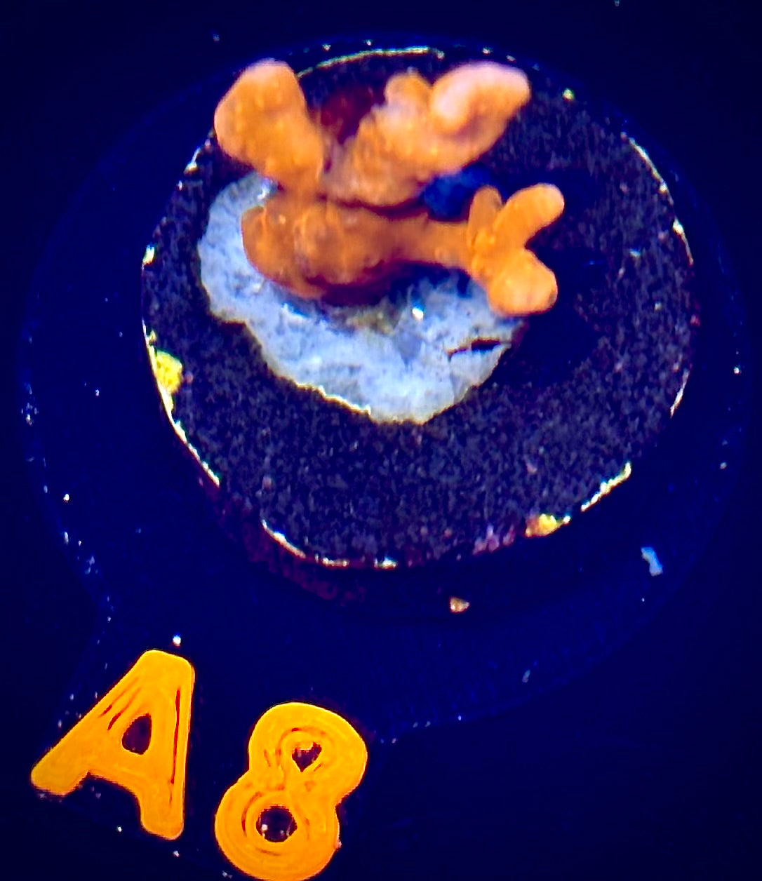 Fire Starter Montipora