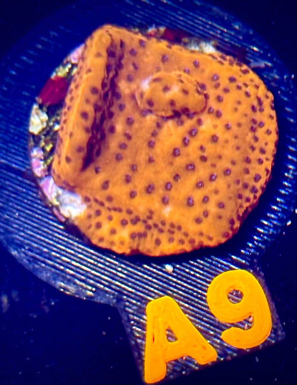 Mystic Sunset Montipora