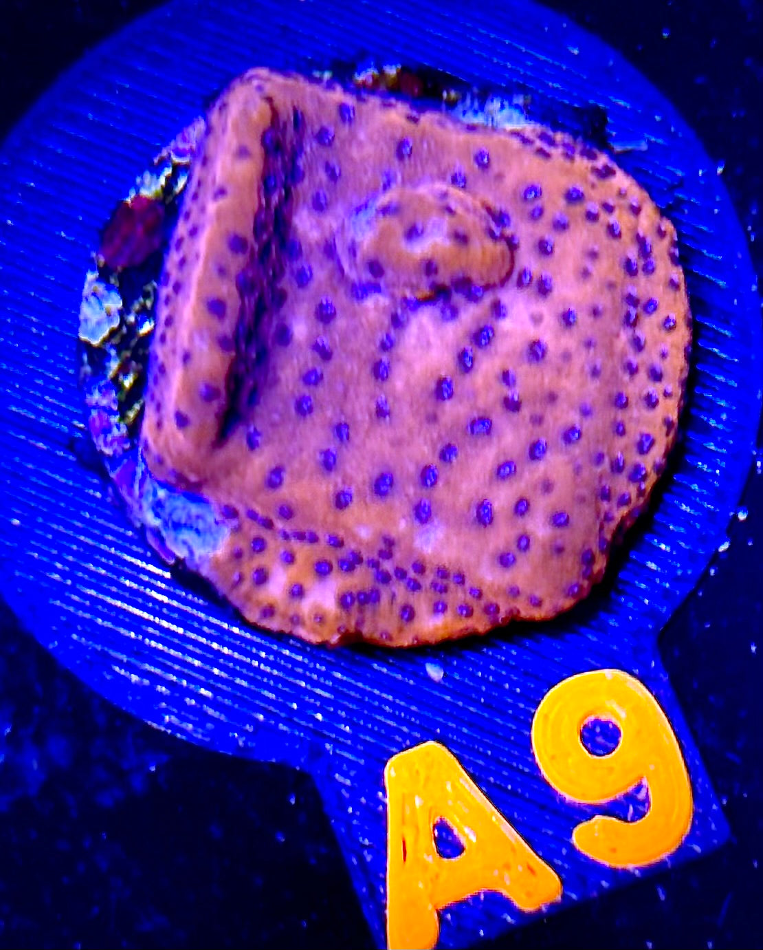 Mystic Sunset Montipora