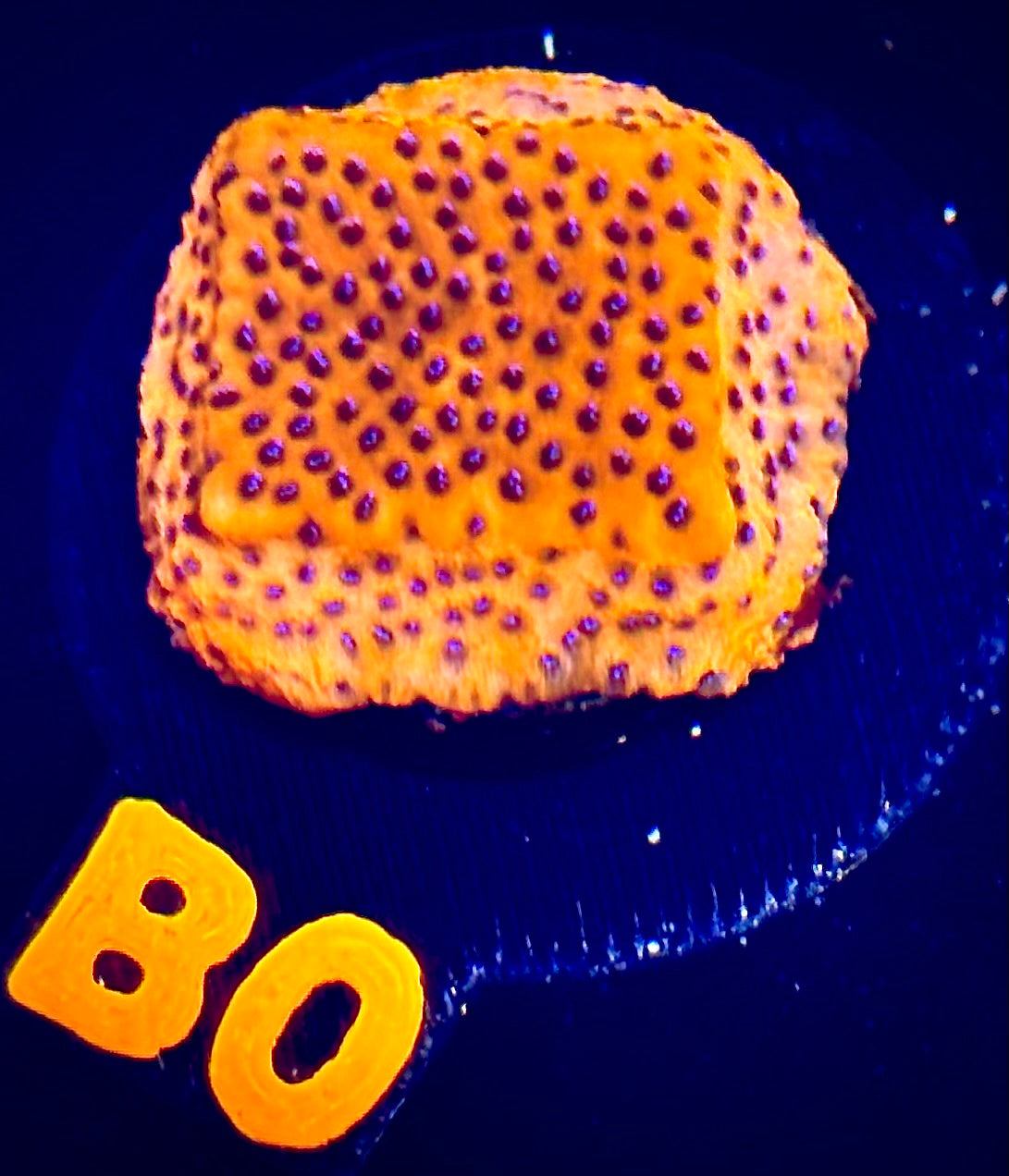 Mystic Sunset Montipora