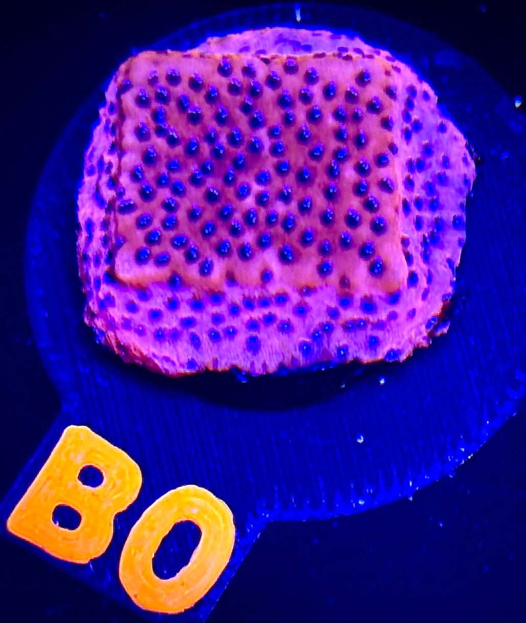 Mystic Sunset Montipora