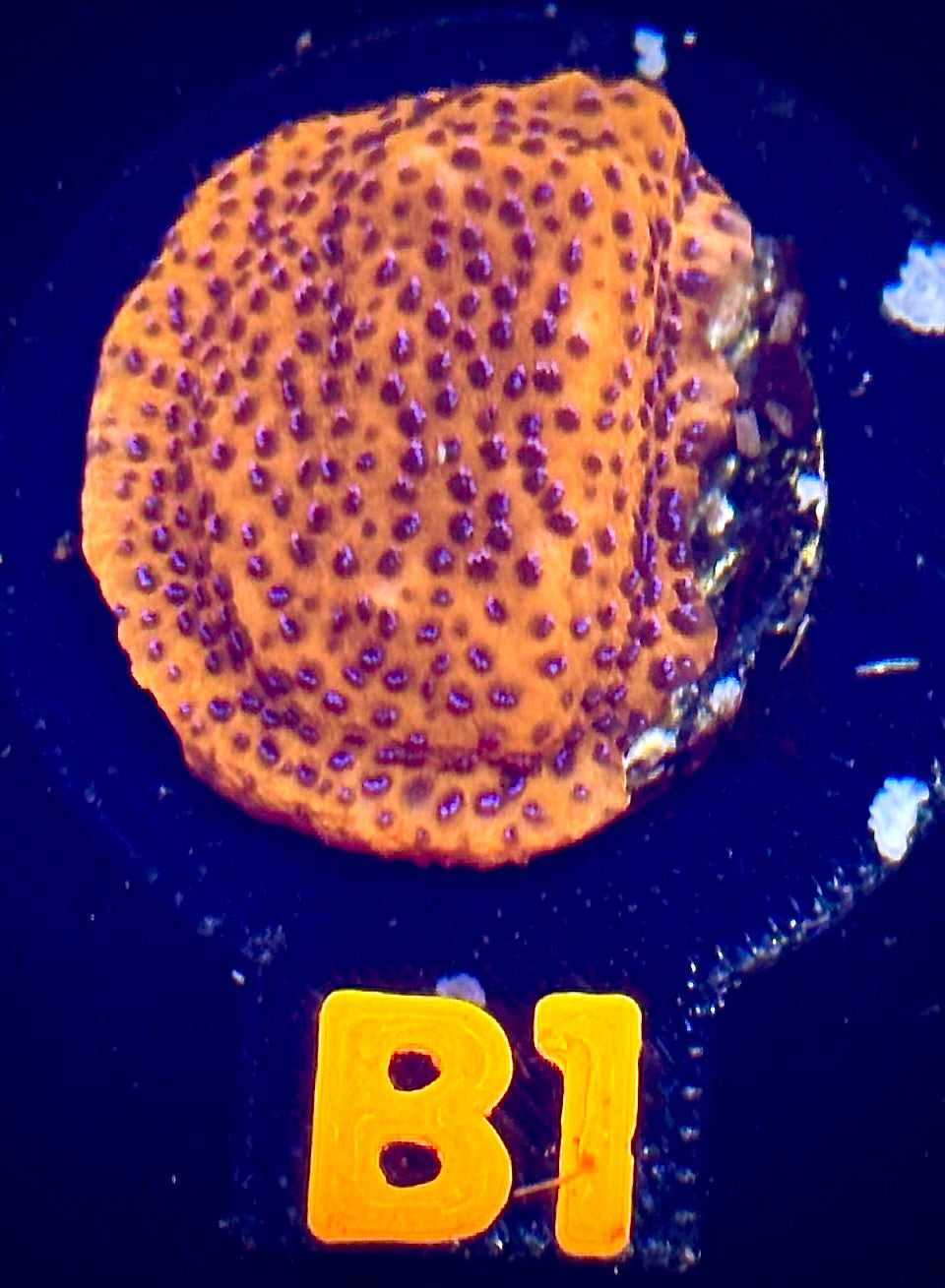 Mystic Sunset Montipora